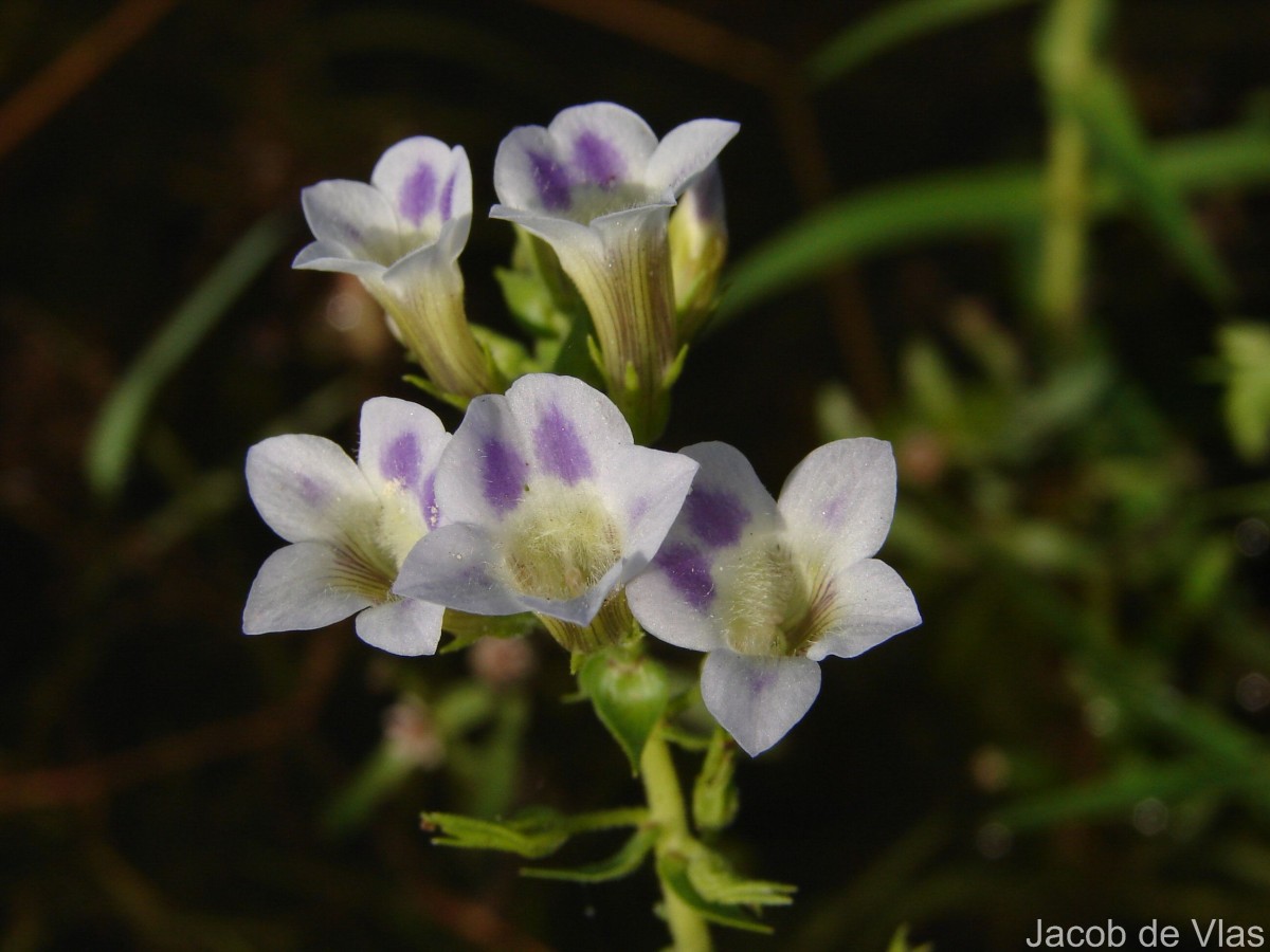 Limnophila aquatica (Roxb.) Alston